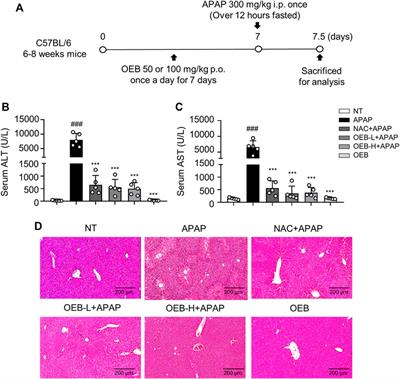 Hepatoprotective Effect of Oplopanax elatus Nakai Adventitious Roots Extract by Regulating CYP450 and PPAR Signaling Pathway